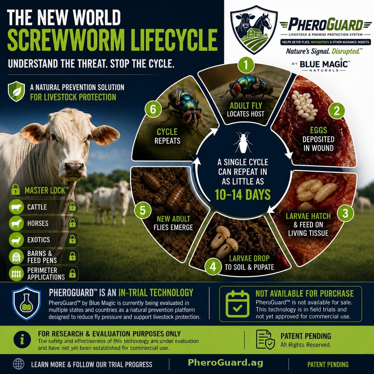 The New World Screwworm lifecycle — a single cycle can repeat in as little as 10–14 days. Understand the threat, stop the cycle.